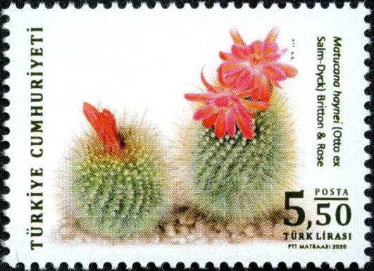 Cacti: Matucana haynei