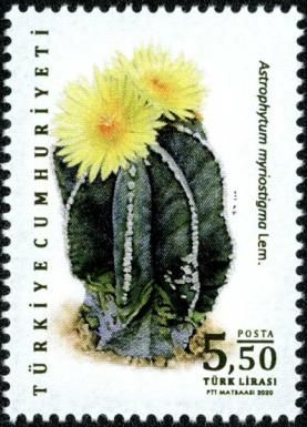 Cacti: Astrophytum myriostigma