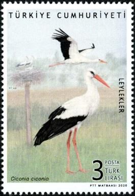 White Stork (Ciconia ciconia)