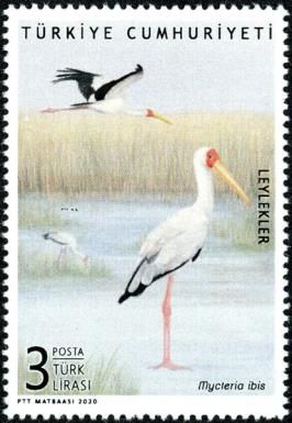 Yellow-Billed stork (Mycteria ibis)