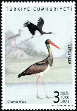 Black Stork (Ciconia nigra)