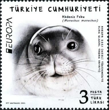 Mediterranean Monk Seal (Monachus monachus)