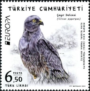 Montagu's Harrier (Circus pygargus)