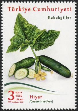 Cucumber (Cucumis sativus)