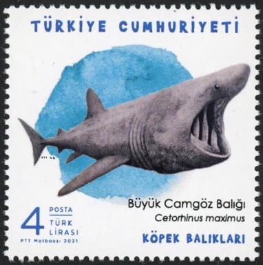 Basking Shark (Cetorhinus maximus)