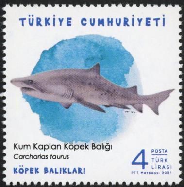 Sand Tiger Shark (Carcharias taurus)