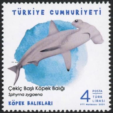 Smooth Hammerhead (Sphyrna zygaena)