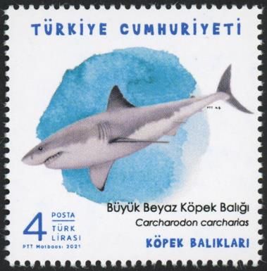 Great White Shark (Carcharodon carcharias)