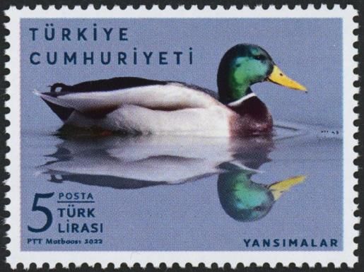 Mallard Duck (Anas platyrhynchos)