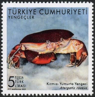 Rosy Egg Crab (Atergatis roseus)