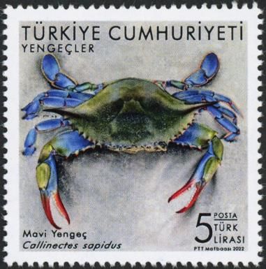 Blue Crab (Callinectes sapidus)