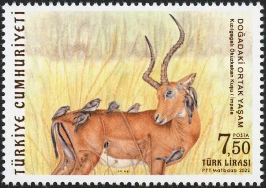 Impala and Birds