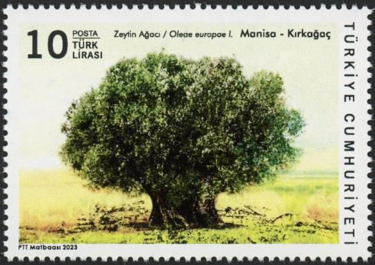 Olive Tree (Olea europaea), Kırkağaç
