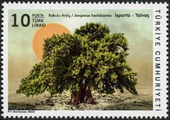 Stinking Juniper (Juniperus foetidissima), Yalvaç