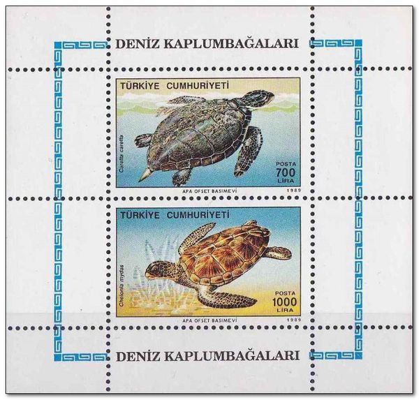 Loggerhead Turtle (Caretta caretta), Green Sea Turtle (Chelo