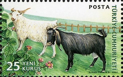 Farm Animals