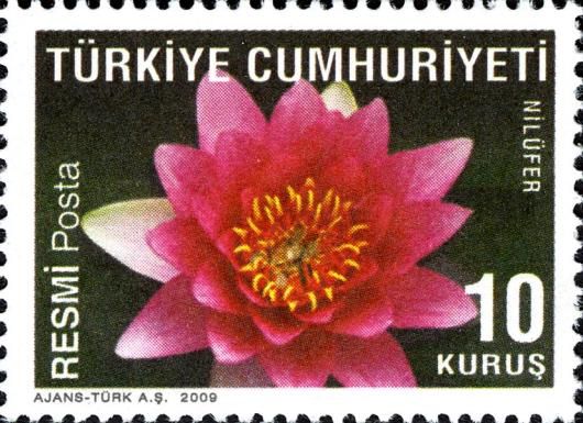 Lotus (Nymphaea alba var. rubra)