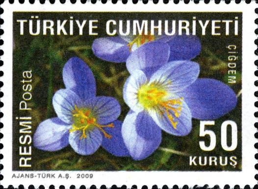 Crocus