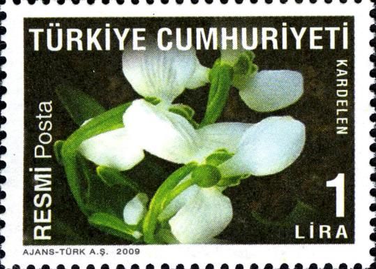 Snowdrop