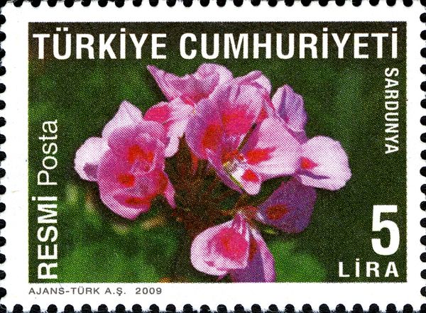 Geranium