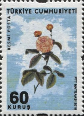 Roses