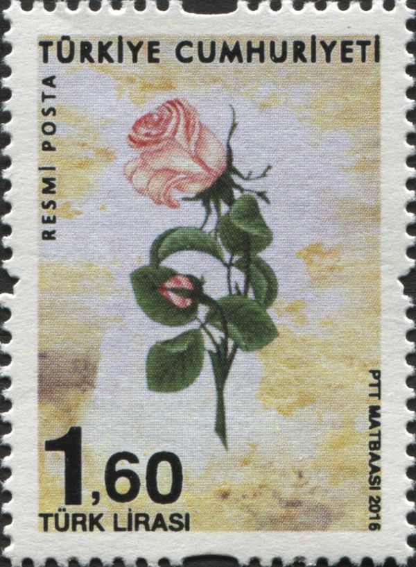 Roses