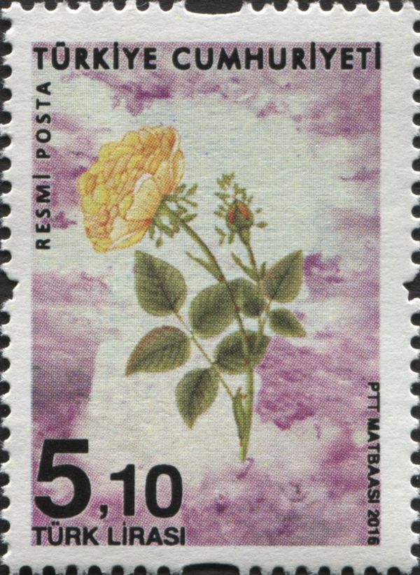 Roses