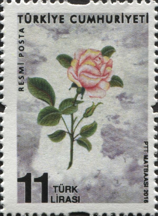 Roses