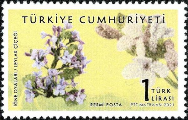 Common Lilac (Syringa vulgaris)