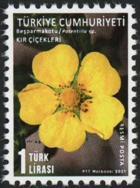 Wildflowers