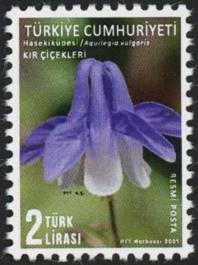 Wildflowers