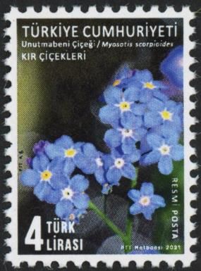 Wildflowers