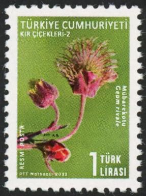 Water Avens (Geum rivale)
