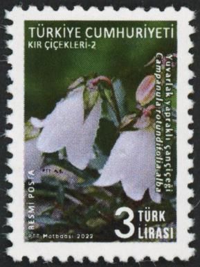 Scottish Harebell (Campanula rotundifolia alba)