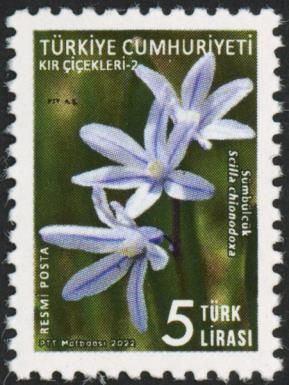 Glory-of-the-Snow (Scilla chionodoxa)