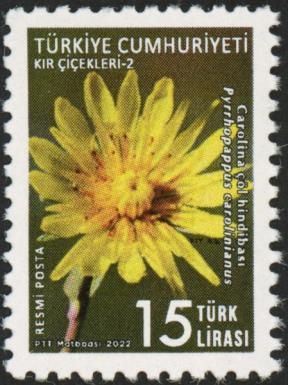 Carolina Desert Chicory (Pyrrhopappus carolinianus)