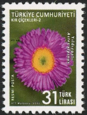 Alpine Aster (Aster alpinus)