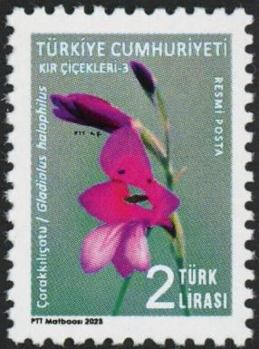 Gladiolus halophilus