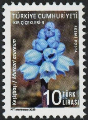 Muscari azurcum