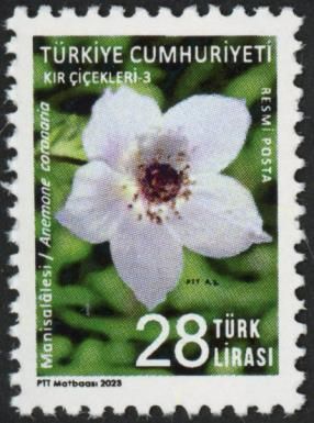 Anemone coronaria