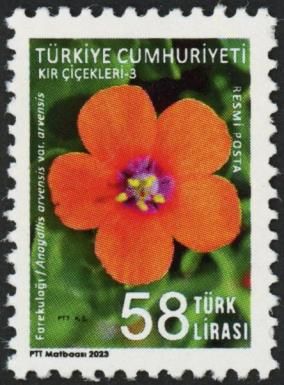 Anagallis arvensis