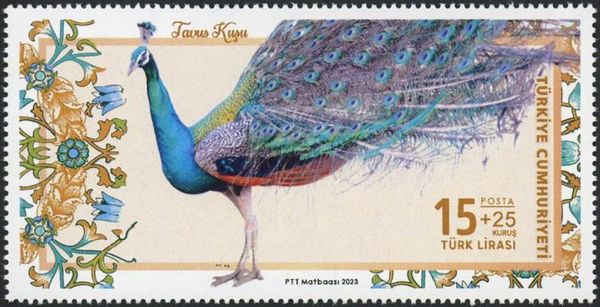Peacock (Pavo cristatus)