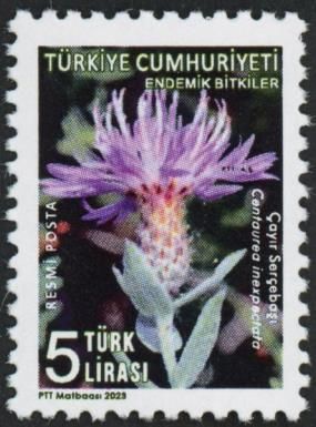 Centaurea inexpectata