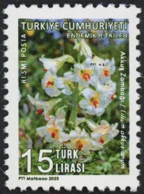 Lilium akkusianum