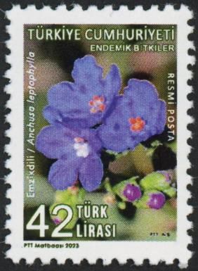 Anchusa leptophylla