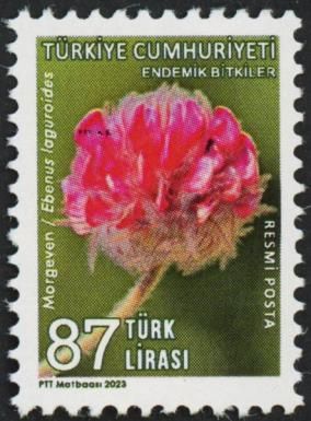 Ebenus laguroides