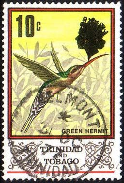 Green Hermit (Phaethornis guy)