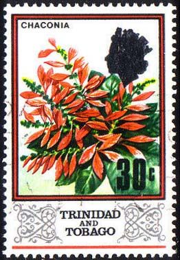 Chaconia (Warszewiczia coccinea)