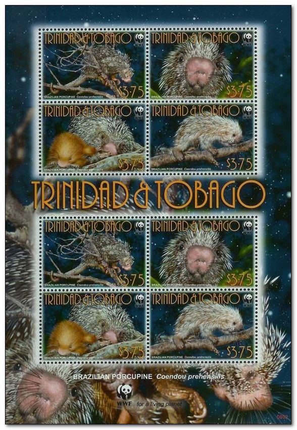 Brazilian Porcupine (Coendou prehensilis)