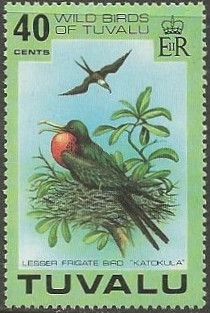 Lesser Frigatebird (Fregata ariel)